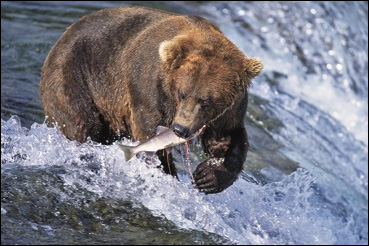 North American Brown Bear ~*~ $1,000,000 One Million Dollar Bill GRIZZLY BEAR